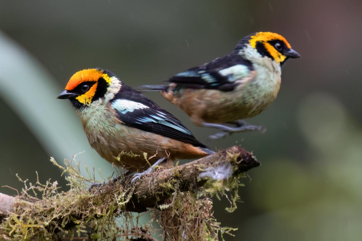 Flame-faced Tanager