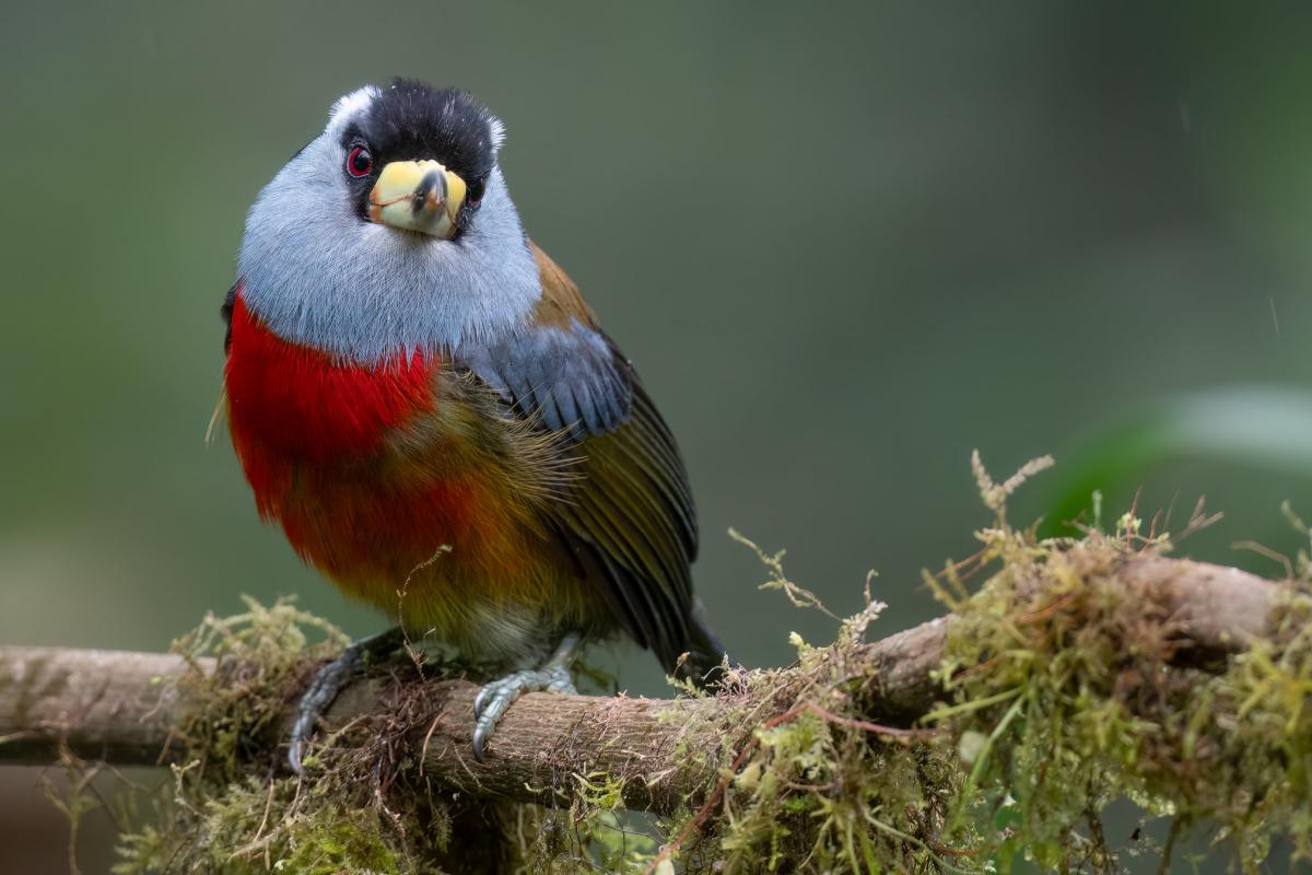 Toucan Barbet