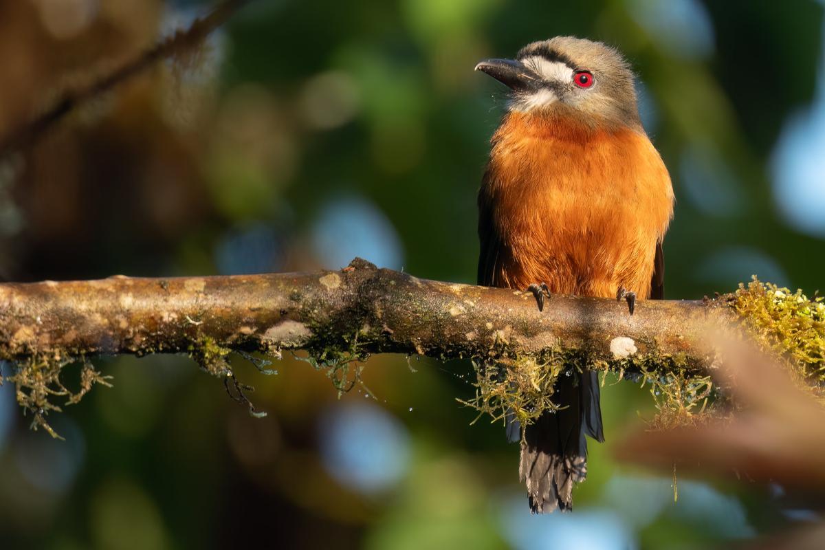 White-faced Nunbird