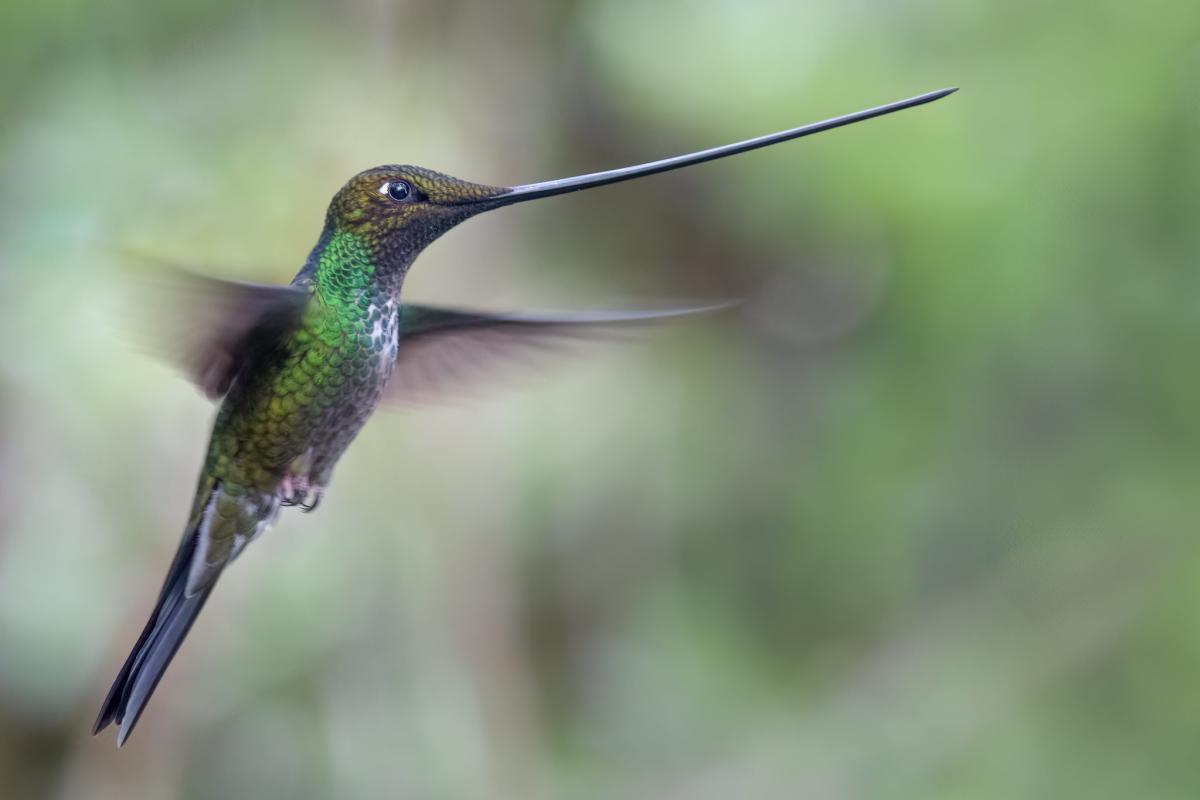 Sword-billed Hummingbird