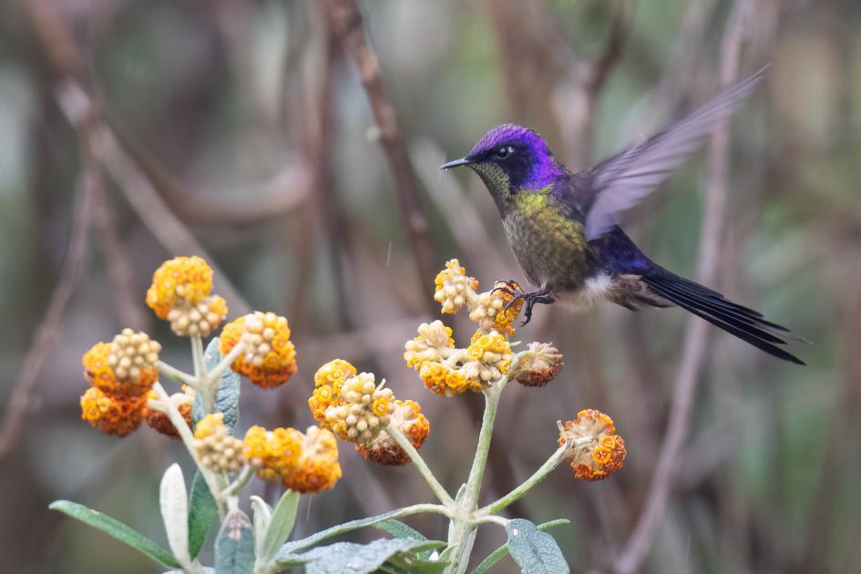 Image for Report from the Ecuador East Slope of the Andes tour