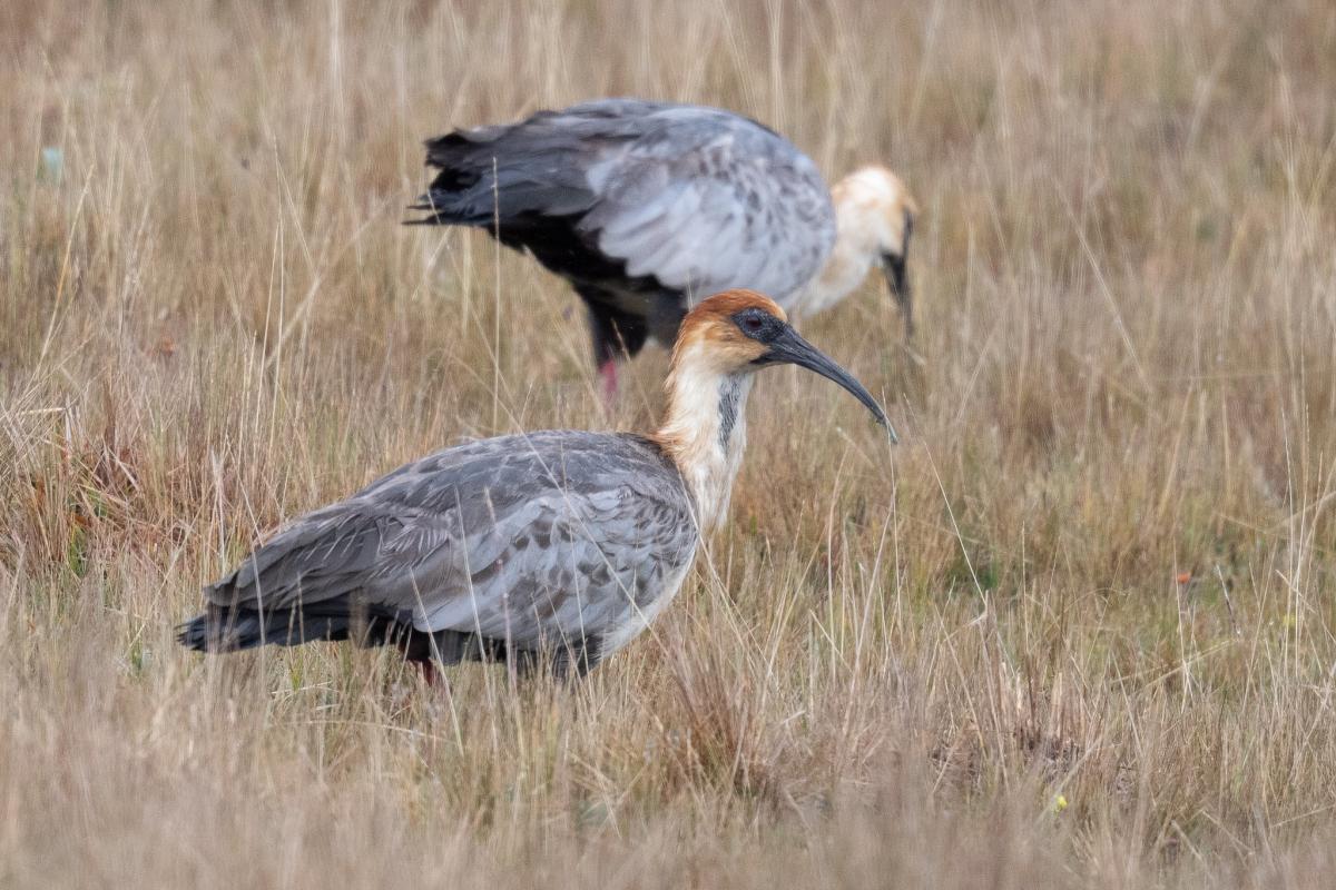 Andean Ibis