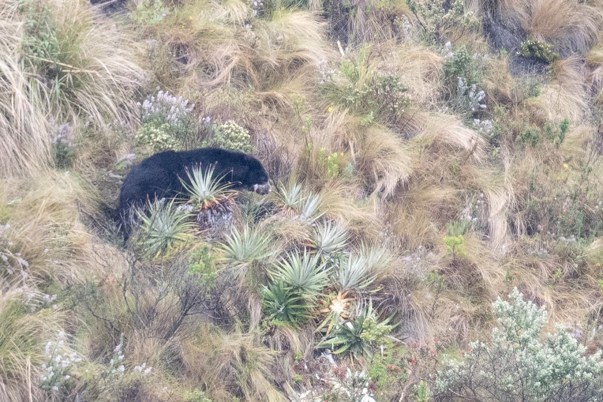 Spectacled Bear