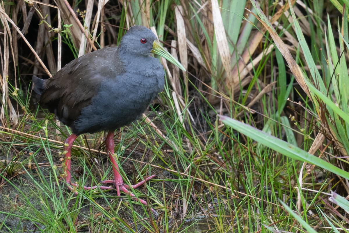 Blackish Rail