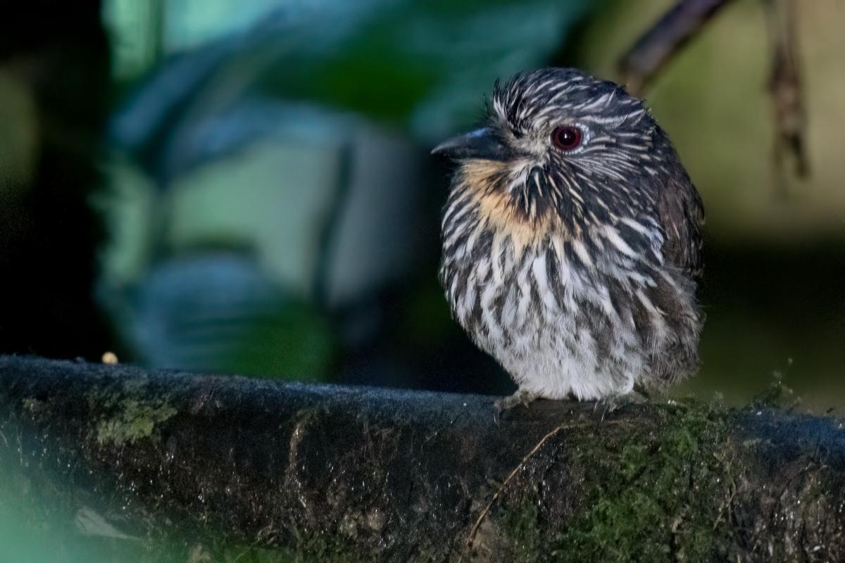 Black-streaked Puffbird