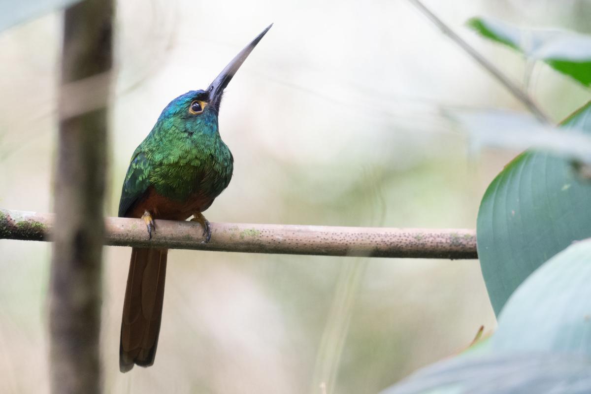 Coppery-chested Jacamar