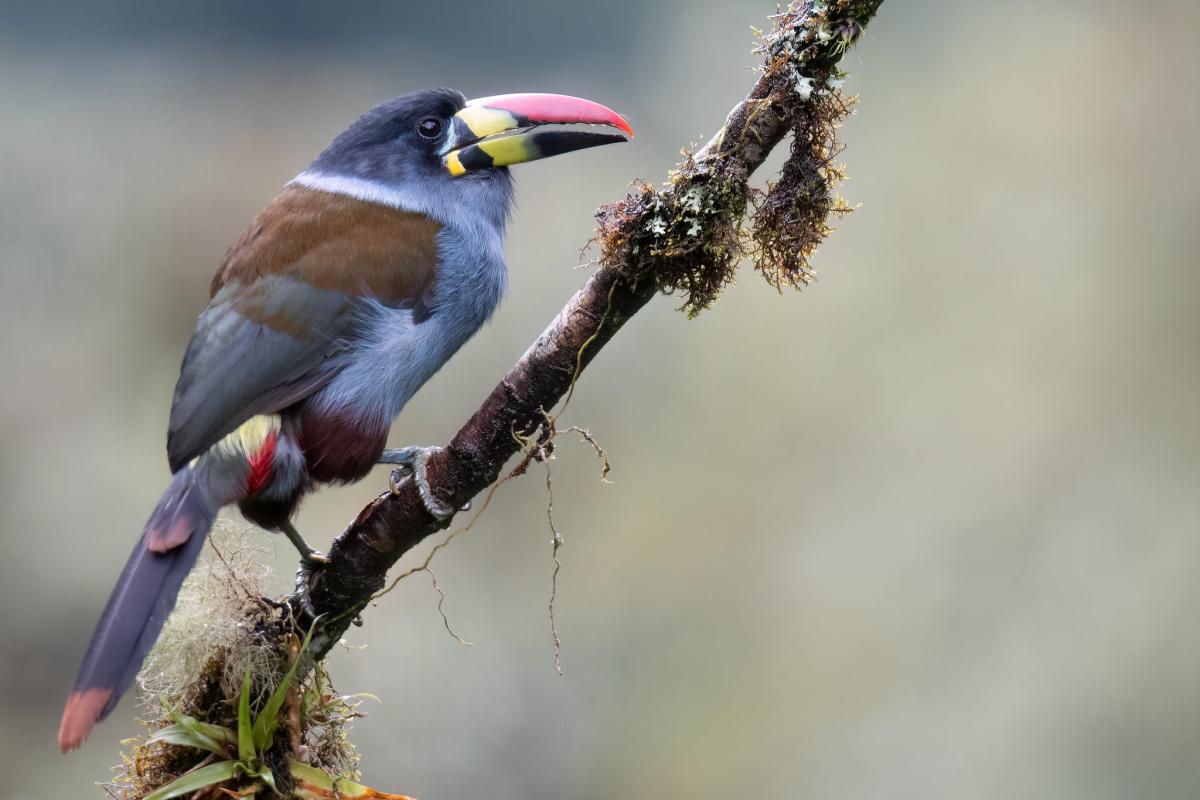 Gray-breasted Mountain-Toucan