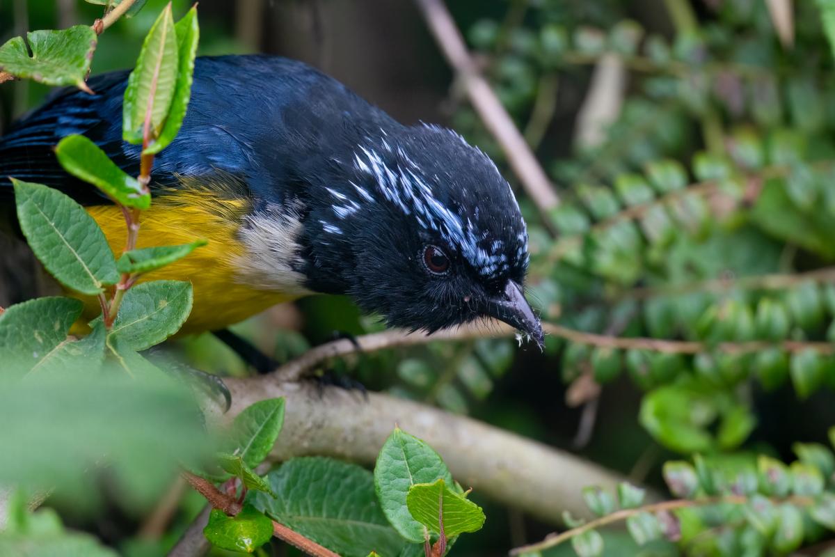 Buff-breasted Mountain Tanager