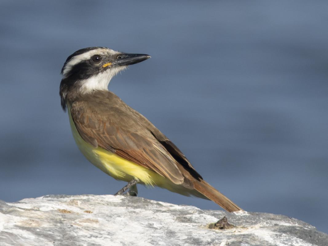 Whether it was something common and conspicuous—but nonetheless stunning—like this Great Kiskadee...