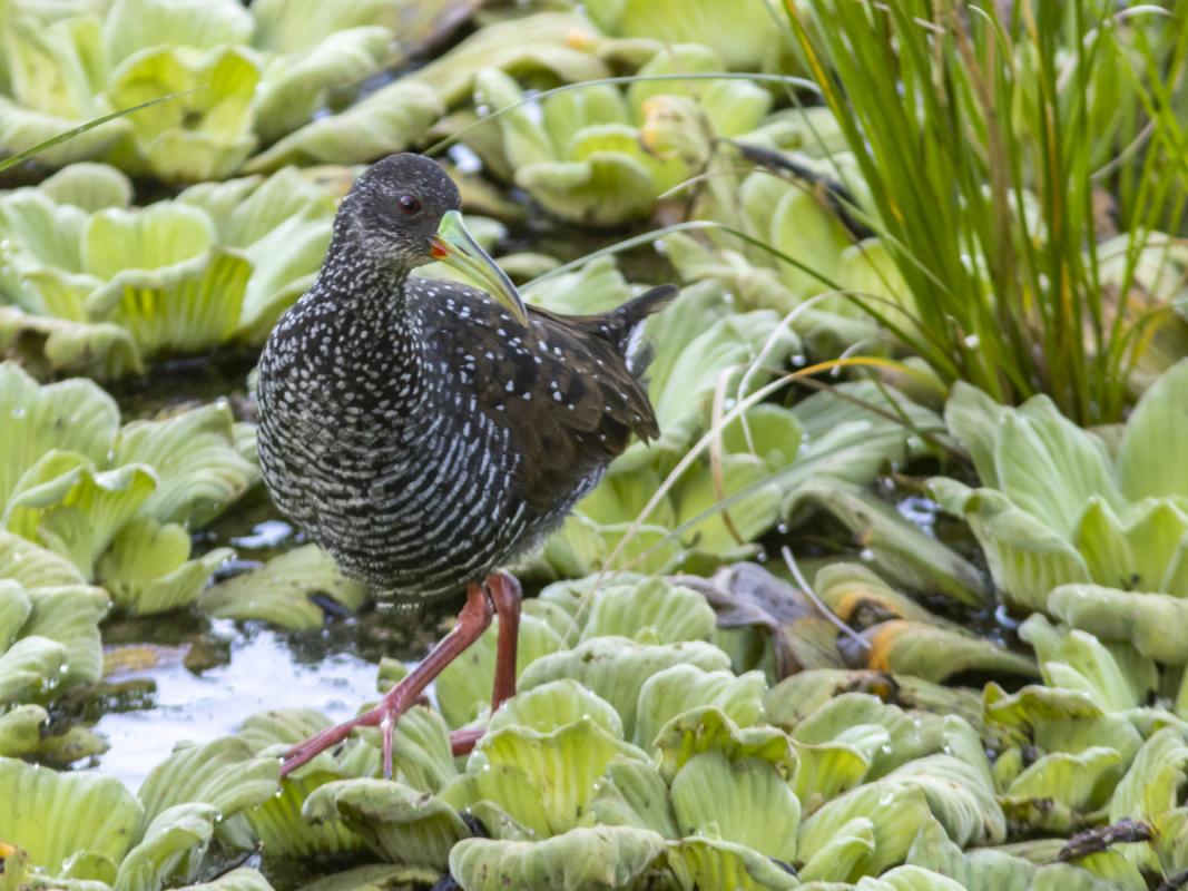 Or an unusually confiding Spotted Rail, there was always something to look at and appreciate on this very birdy trip.