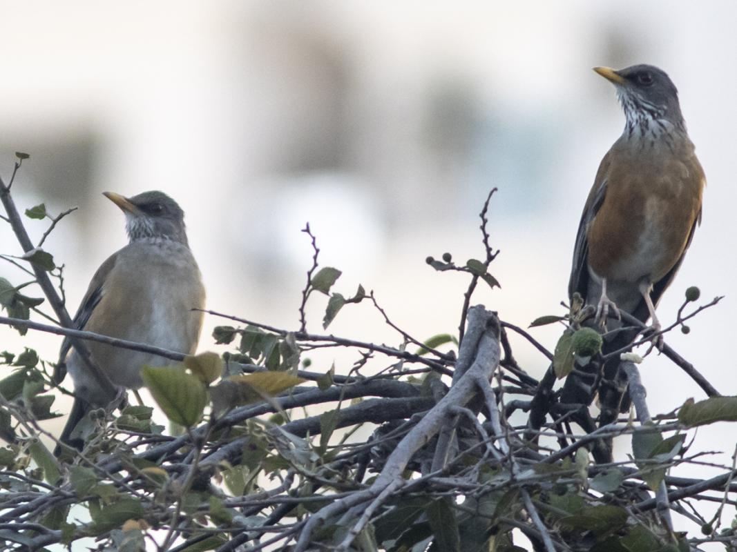 Flight times allowed for some birding on the first afternoon in Puerto Vallarta, where we found what appears to be the first state record for Jalisco of Grayson’s Thrush (on left, with a Rufous-backed Thrush)—what a great kick off!