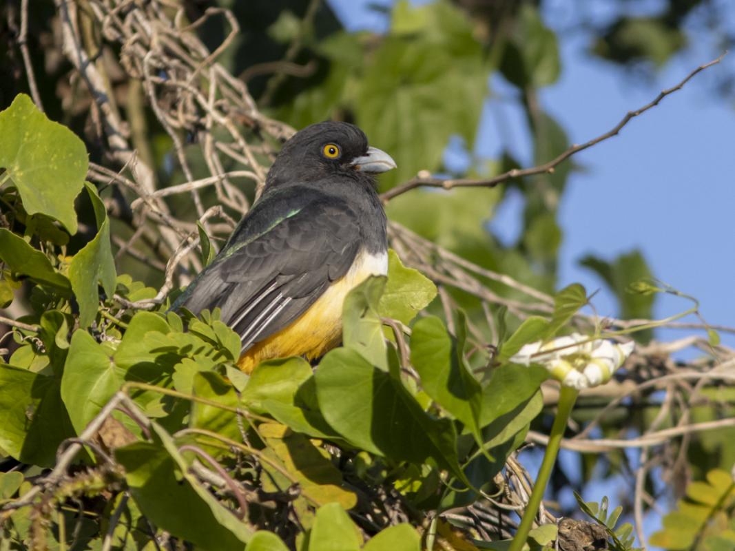 And this Citreoline Trogon only two blocks from the hotel was a nice way to start our time in San Blas itself. 