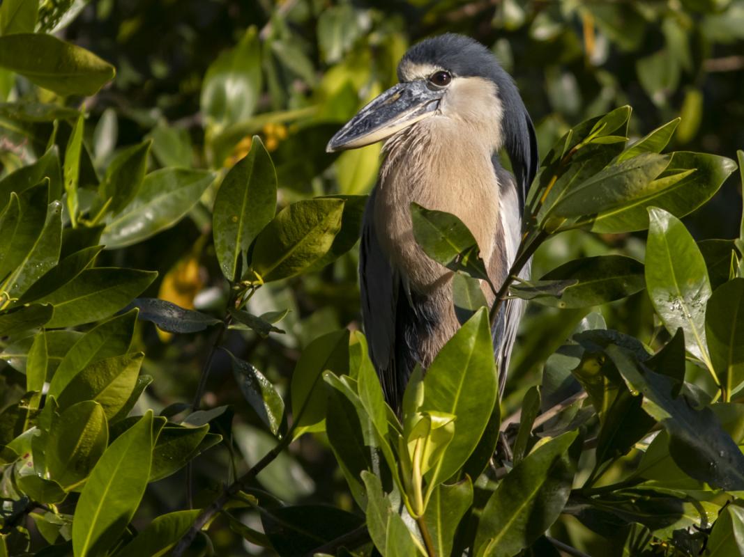 Boat trips produced fabulous views of the improbable Boat-billed Heron...