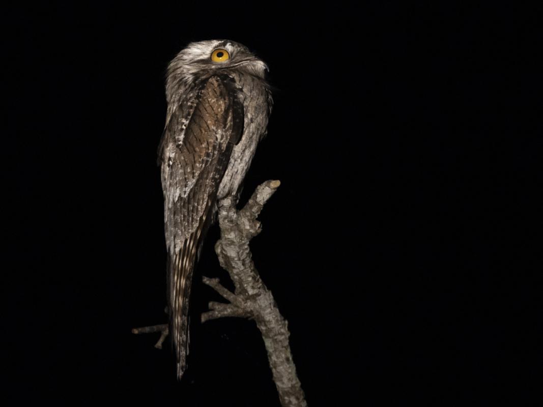 Plus the even more bizarre Northern Potoo.