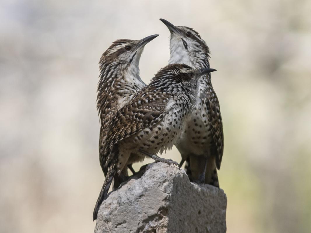 An endearing family group of Spotted Wrens stole hearts on our day in the mountains, ...