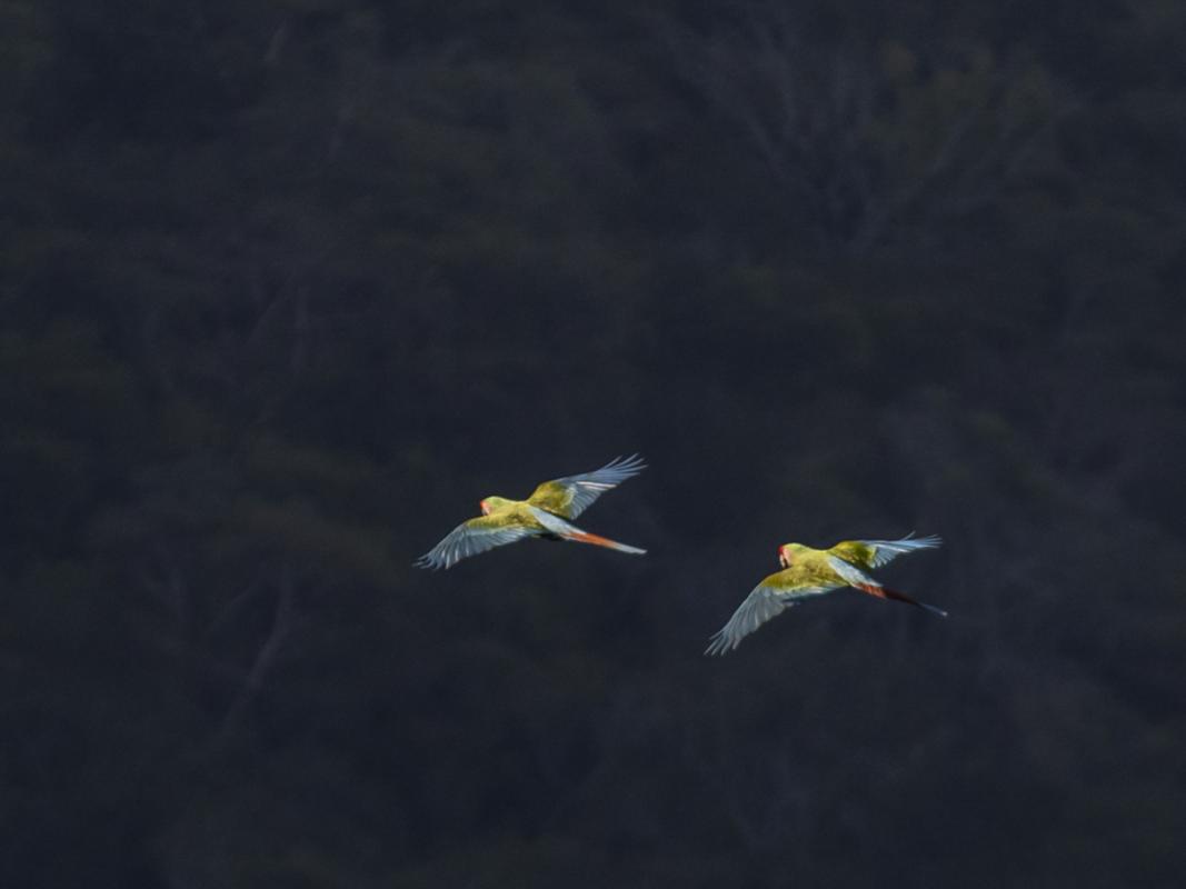 Which ended with spectacular sunlit Military Macaws in late afternoon light.