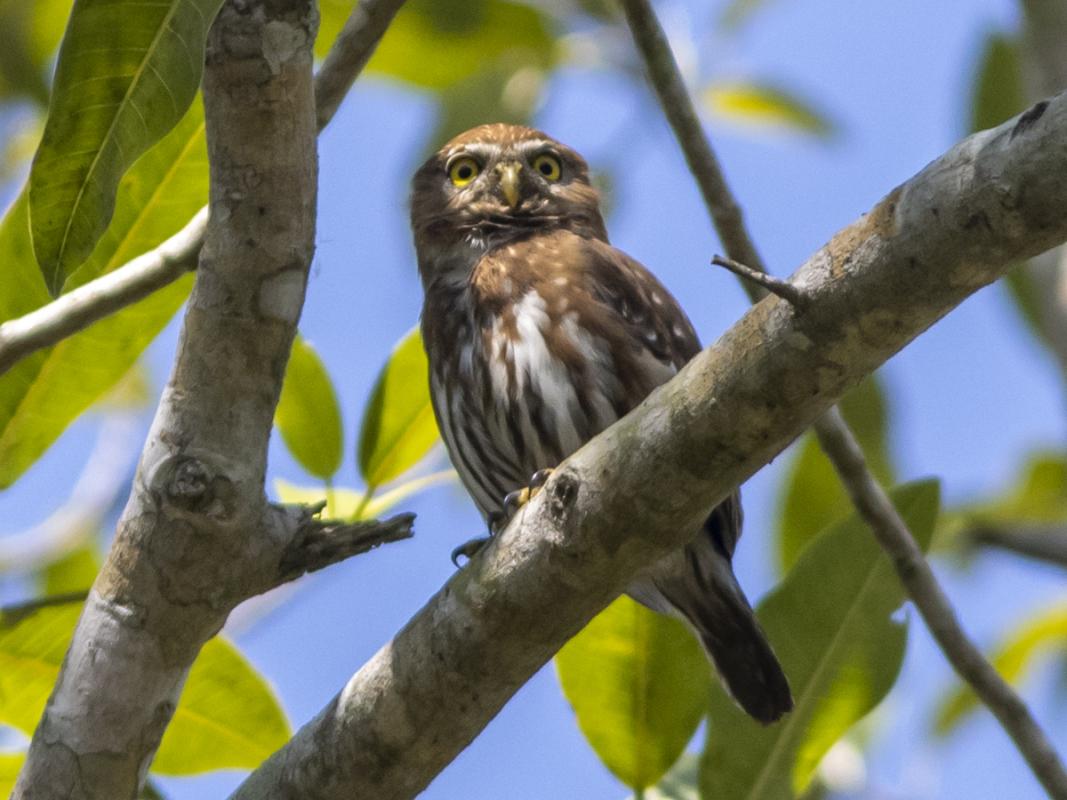 This walk-away Ferruginous Pygmy-Owl was another highlight,