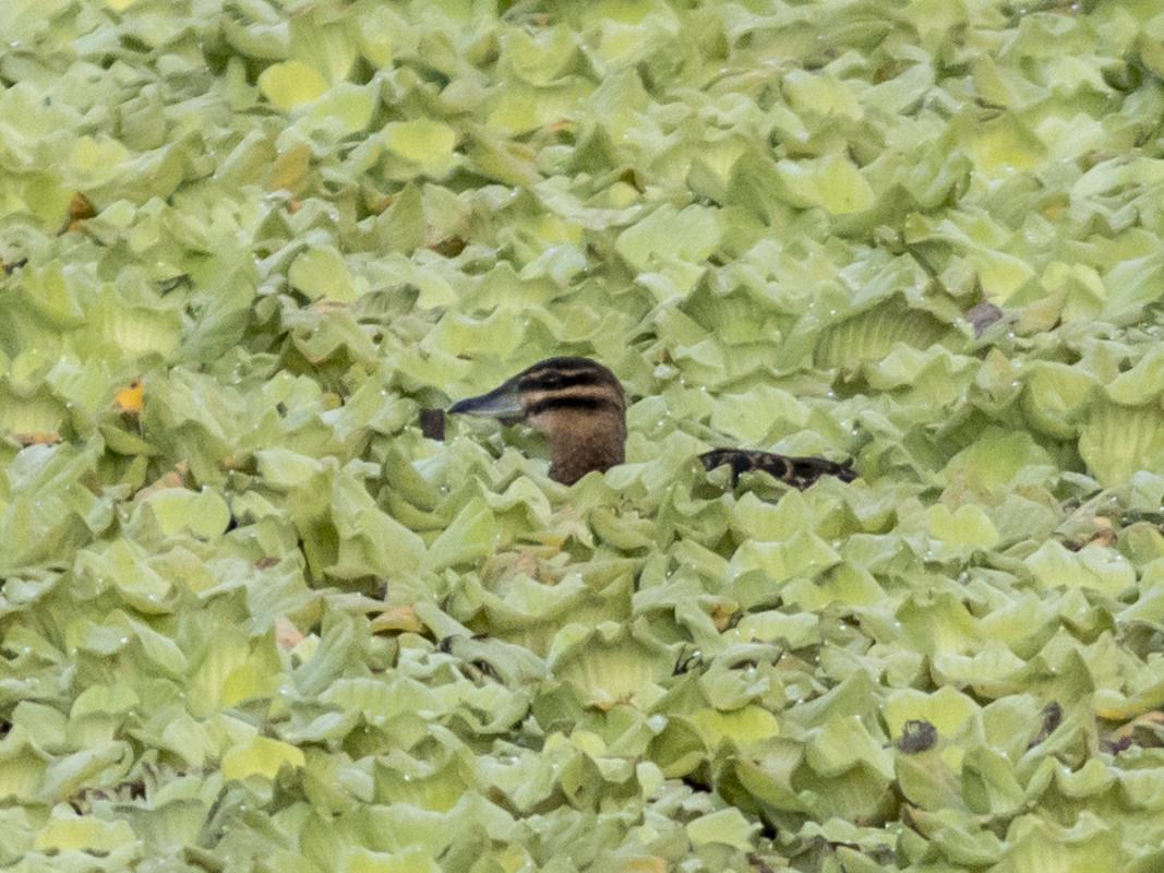 While ‘rarity of the trip’ went to the poorly known and rarely encountered Masked Duck