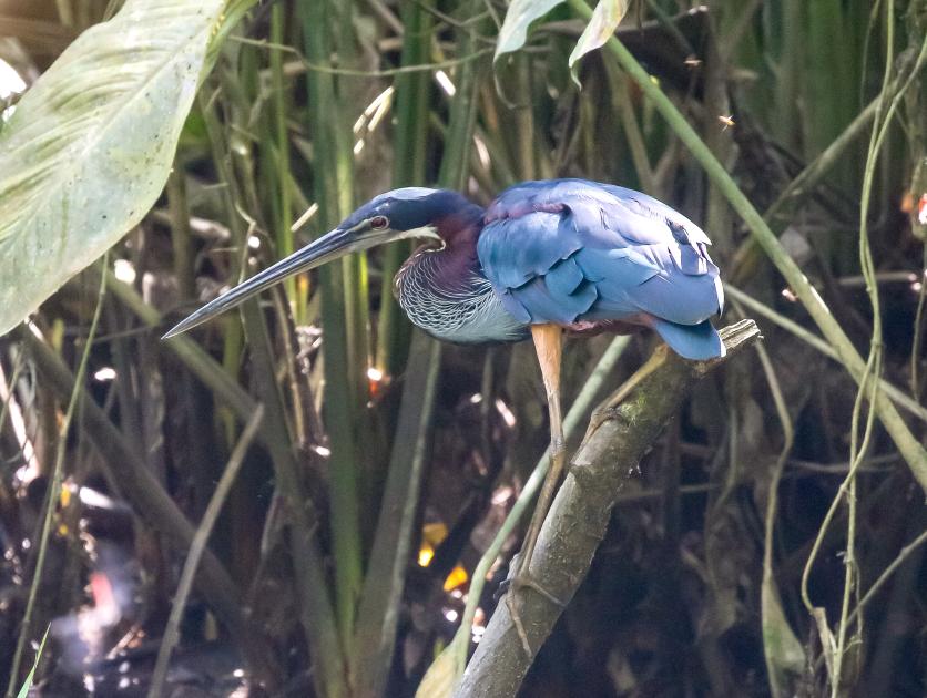 Image for Report from the Belize tour