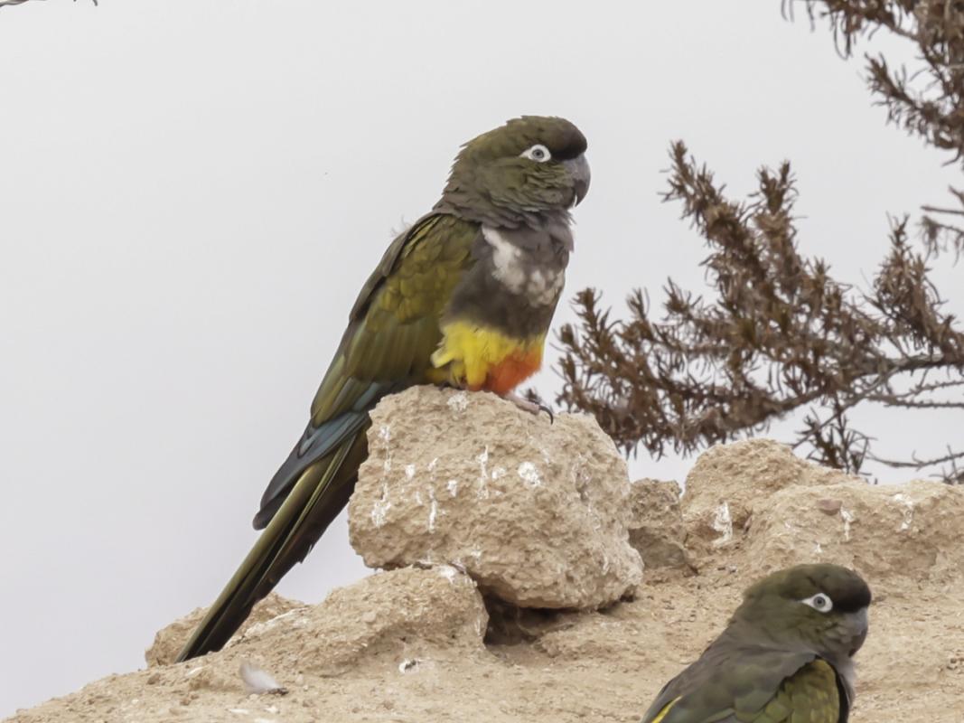Plus the colorful Burrowing Parakeet