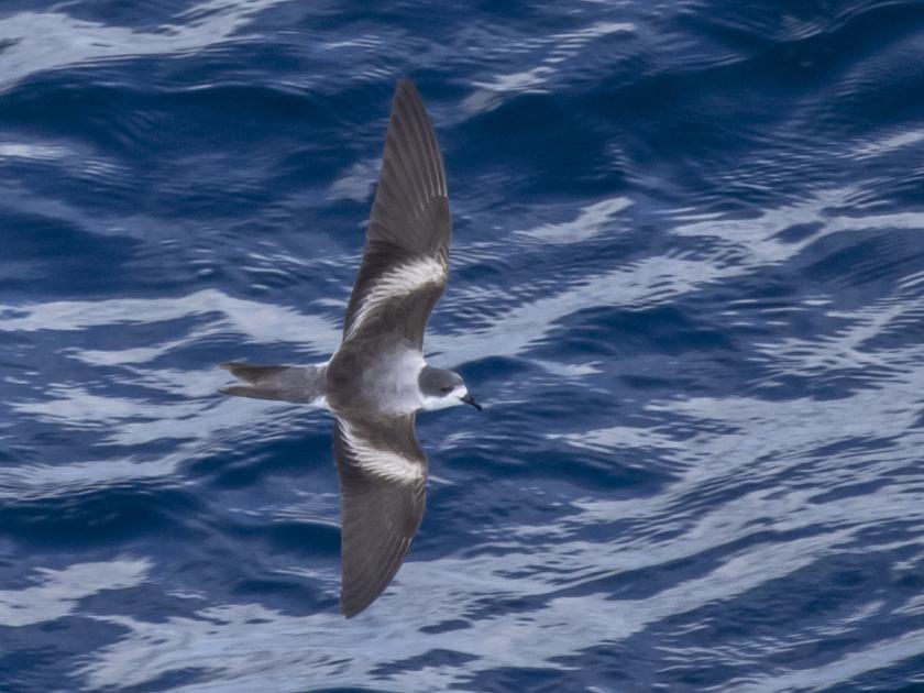 Image for Cruising from Santiago to Los Angeles