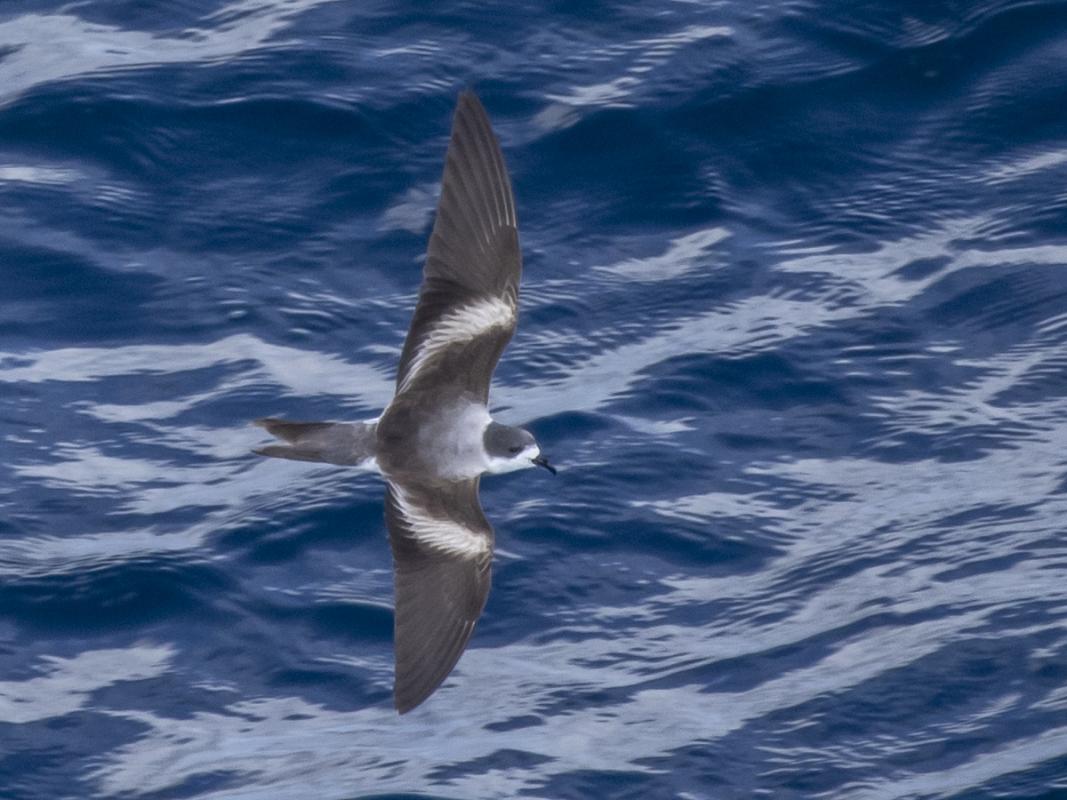 Then at sea for two days, where five species of storm-petrels included numerous Hornby’s (aka Ringed) Storm Petrels, whose desert breeding grounds were discovered only recently.