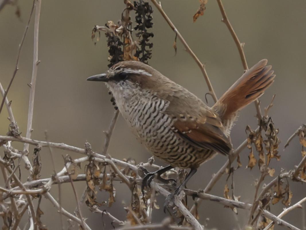 Fabrice Schmitt and Steve Howell report from the conclusion of their cruise between Chile and California, where the first landing, in northern Chile, produced superb views of the handsome White-throated Tapaculo...