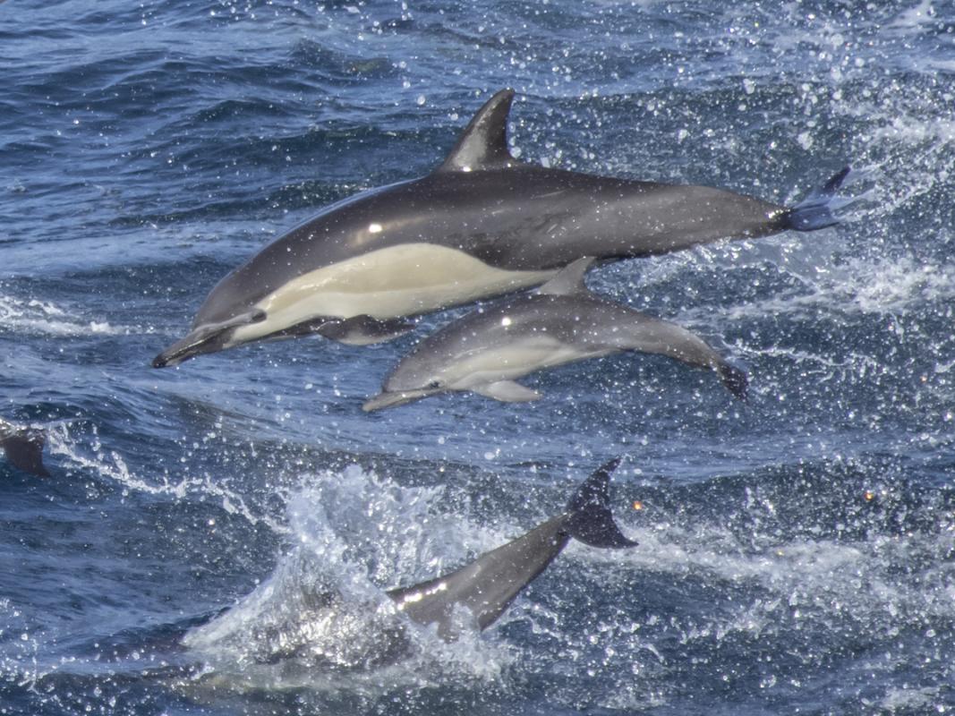 Plus groups of Common Dolphins, here with a juvenile.