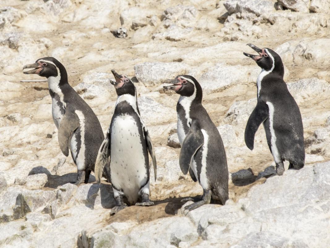 In Peru we enjoyed great views of Humboldt Penguins