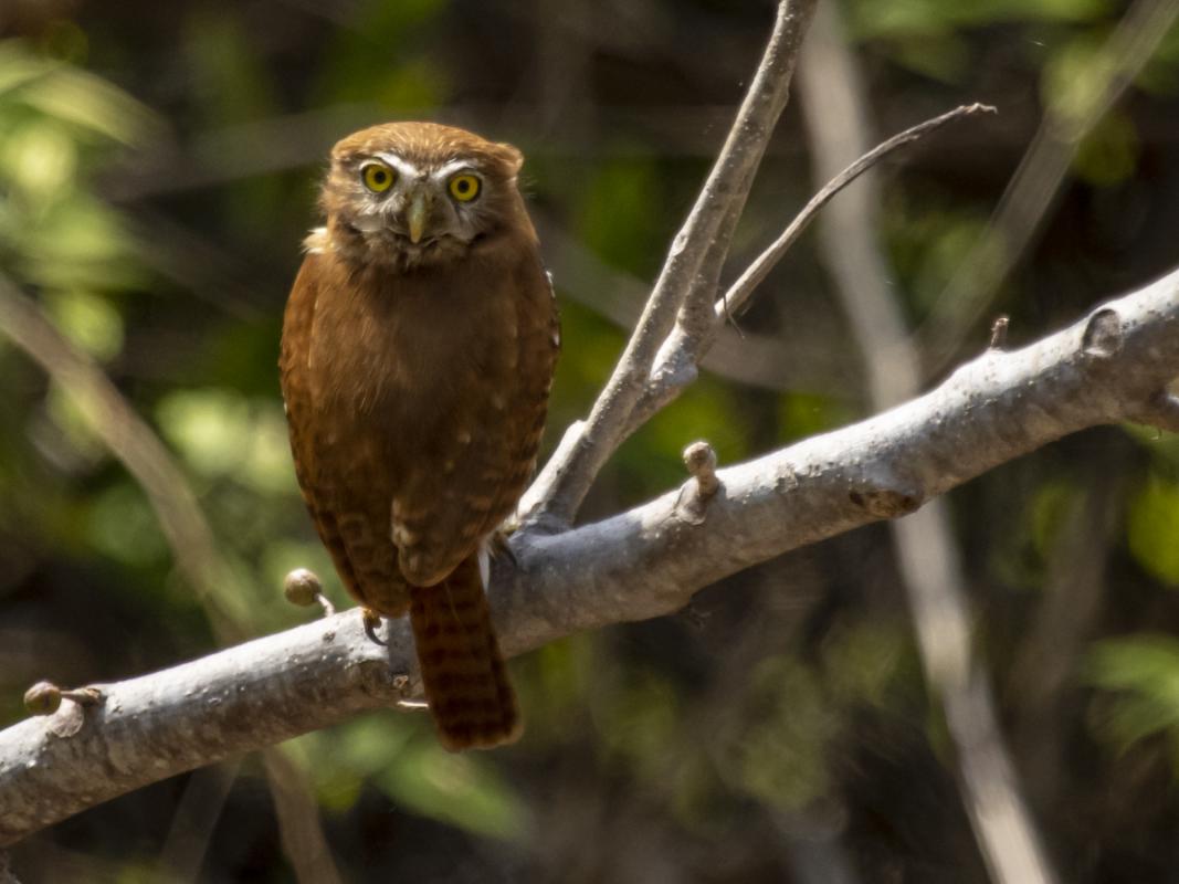 The contrasts of our land-and-sea tour were exemplified by this obliging Ferruginous Pygmy Owl one day...