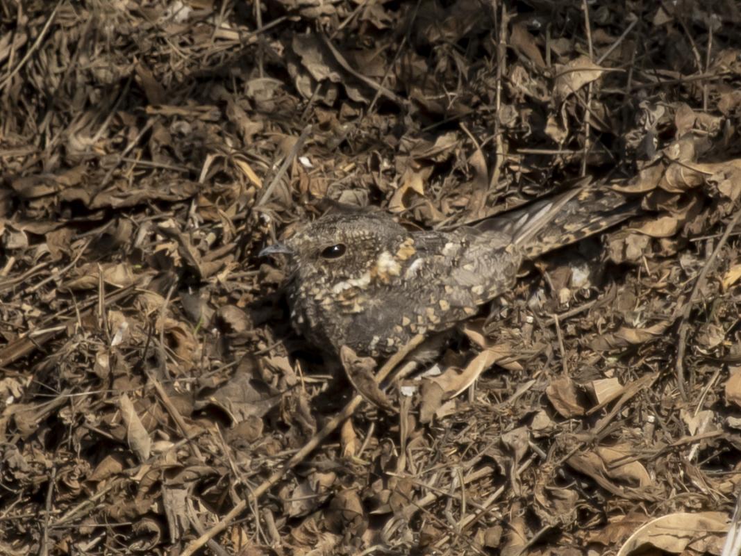 And a cryptic Tschudi’s Nightjar roosting in the leaf litter.