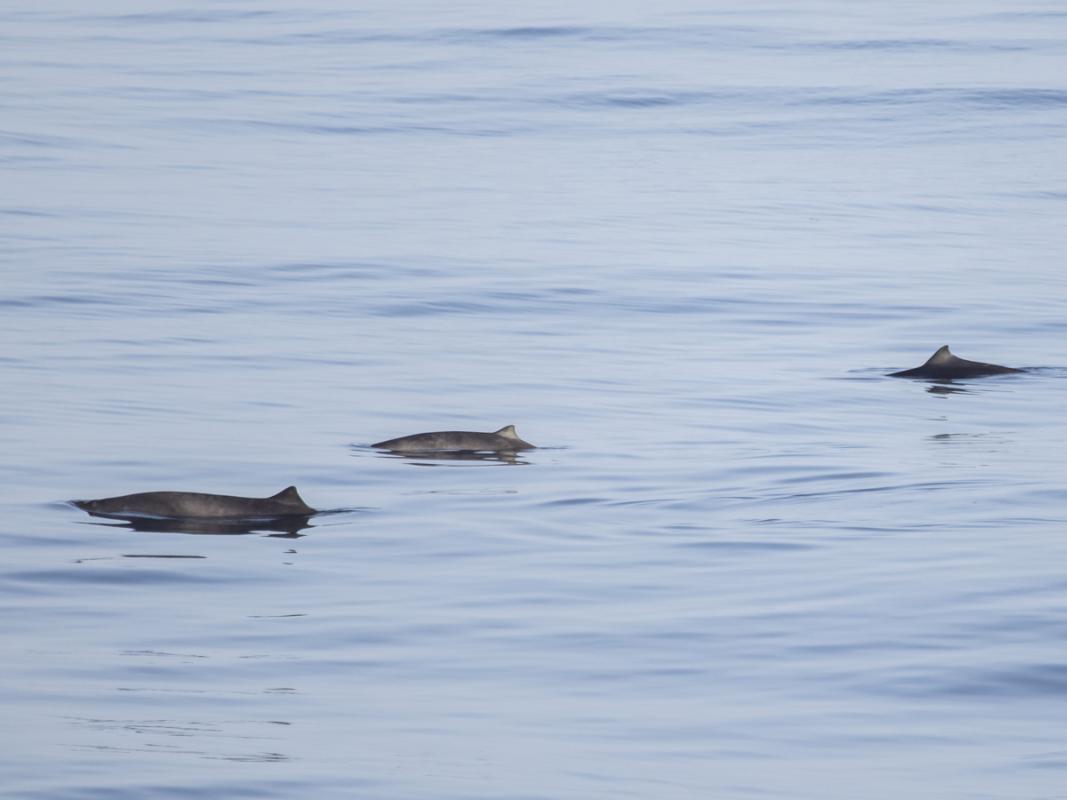 And a pod of Pygmy Beaked Whales the next!