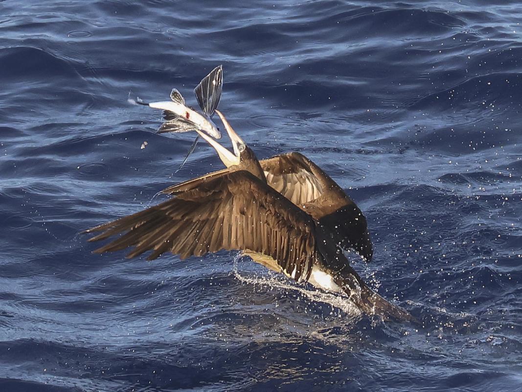 Boobies chasing—and sometimes catching—flyingfish entertained us on several days, here a female Brewster’s Brown Booby.