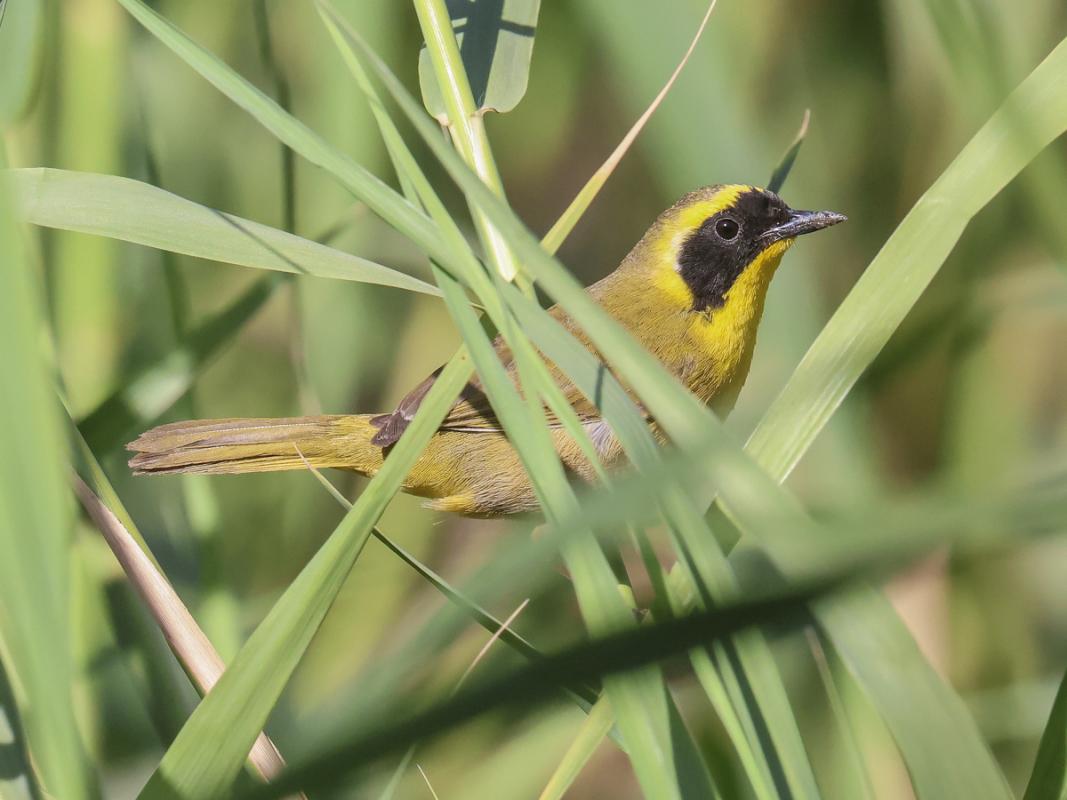 This handsome male Belding’s Yellowthroat was a highlight at our our last landing, in Mexico’s Baja California Peninsula.