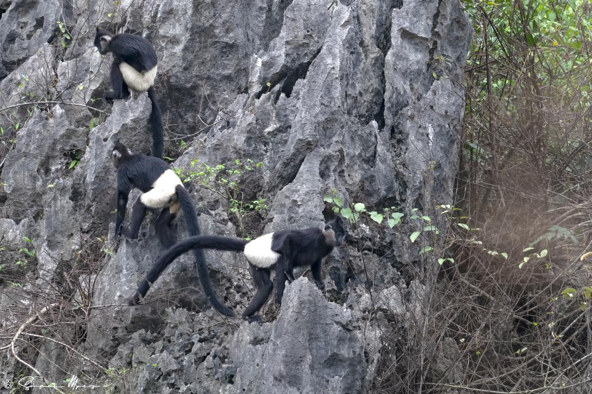 Delacour’s Langur