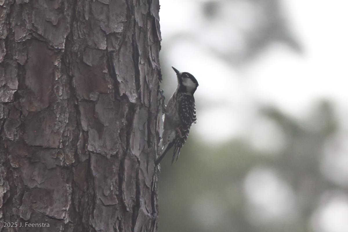 Red-cockaded Woodpecker