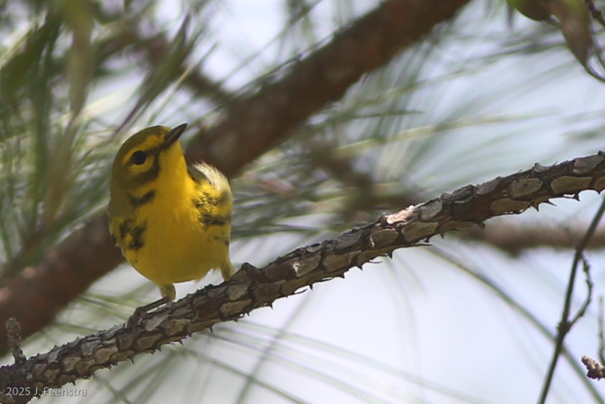 Prairie Warbler
