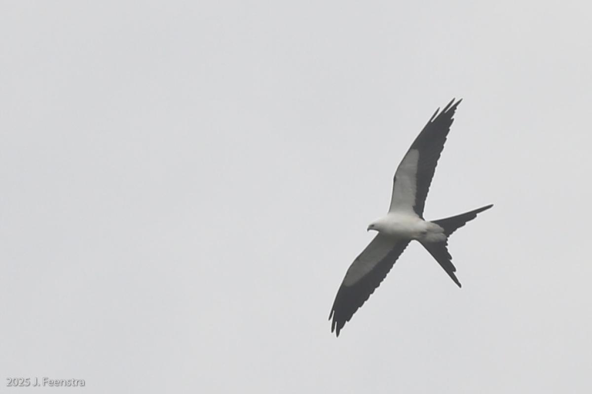 Swallow-tailed Kite