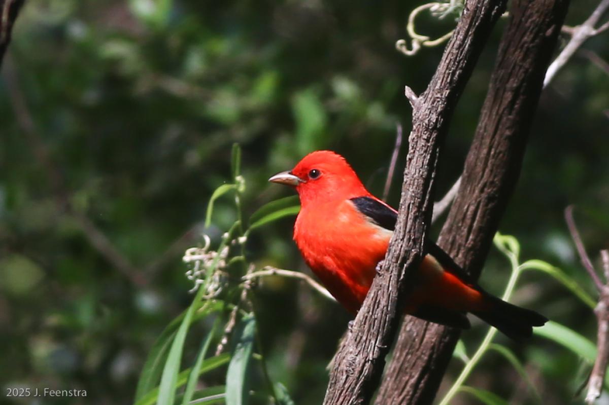 Scarlet Tanager