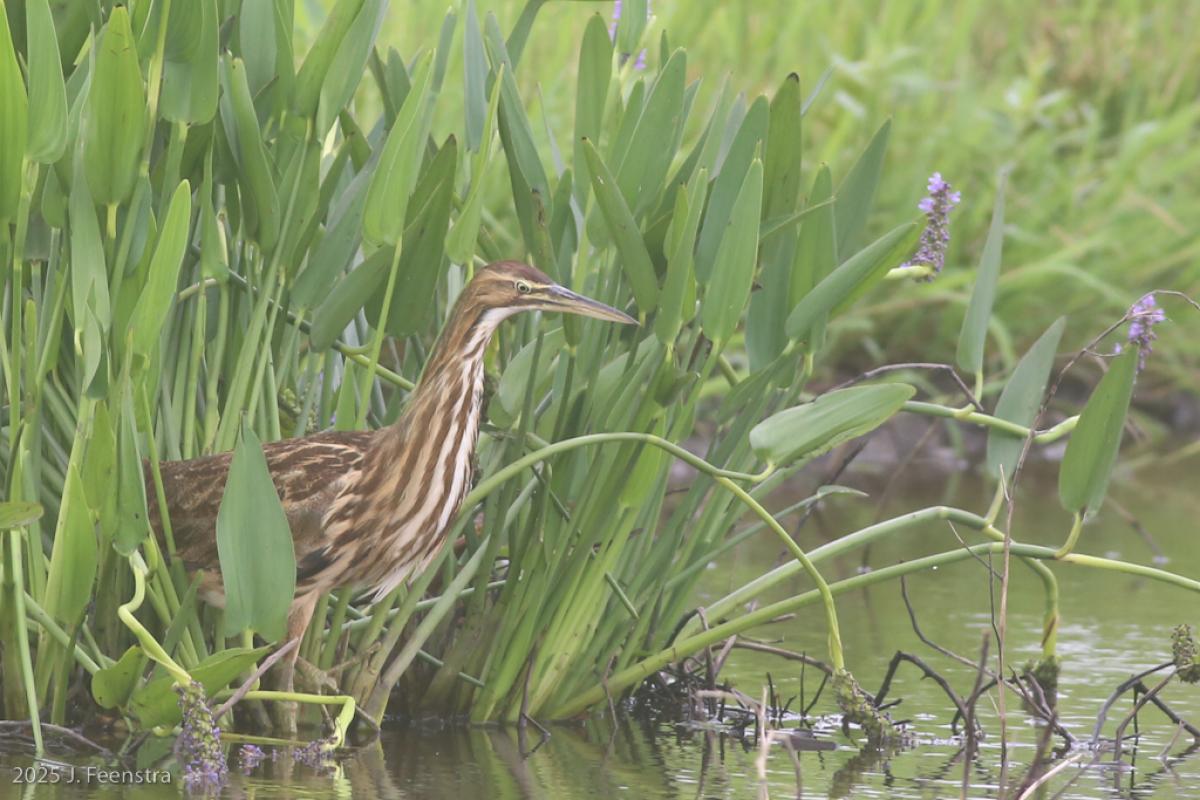 American Bittern