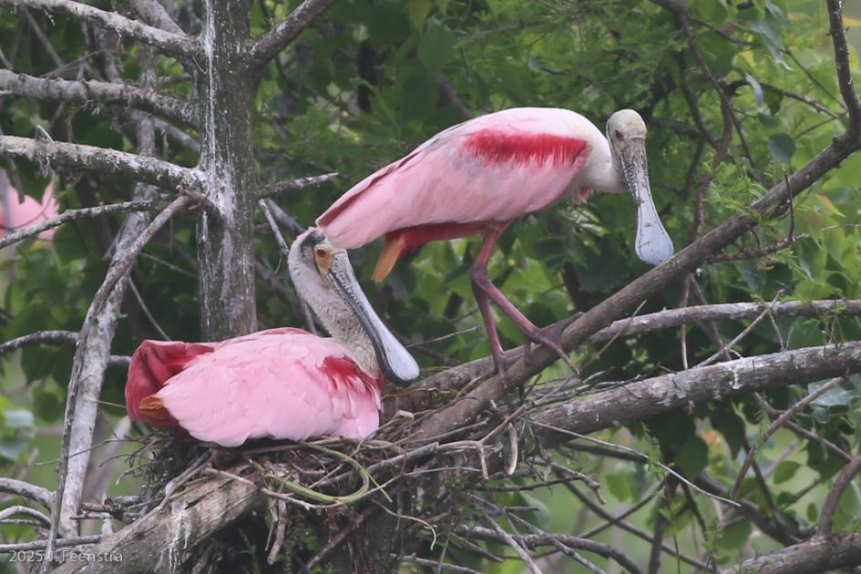 Image for Highlights from Texas Upper Coast