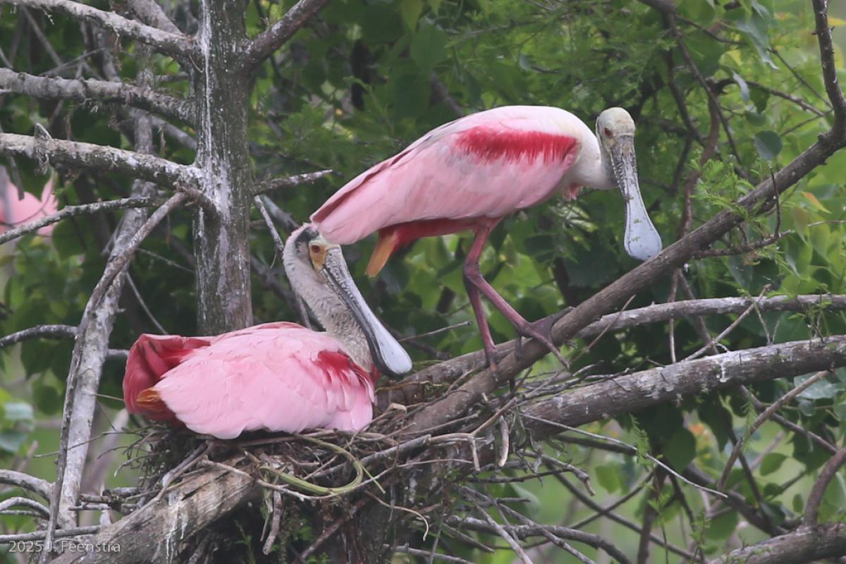Roseate Spoonbill