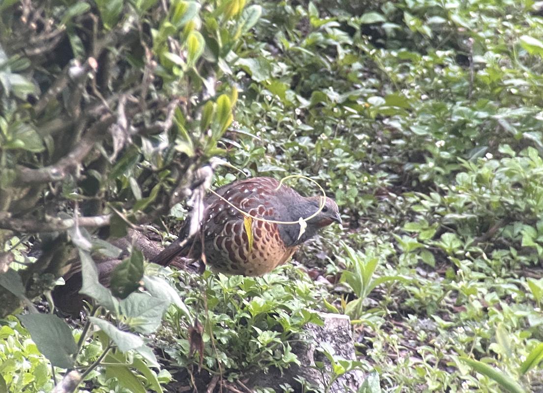 Taiwan Bamboo Partridge in a Chingjing tea estate