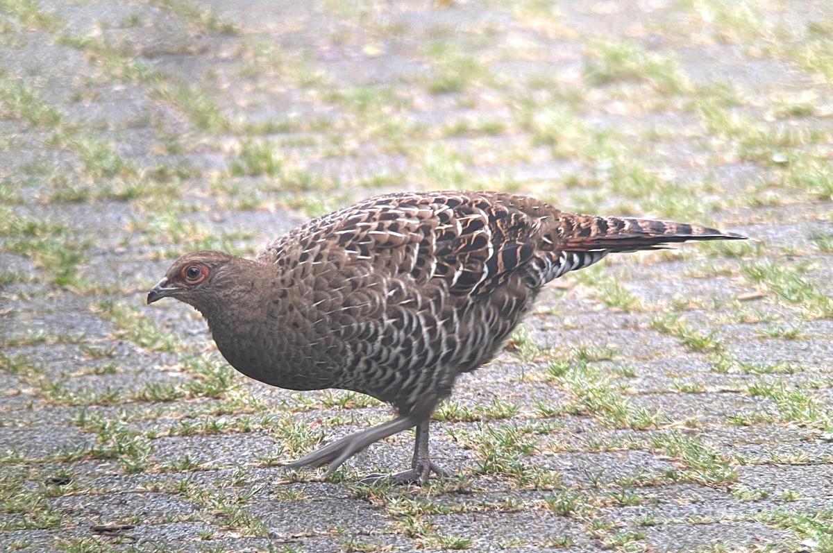 Mikado Pheasant - female