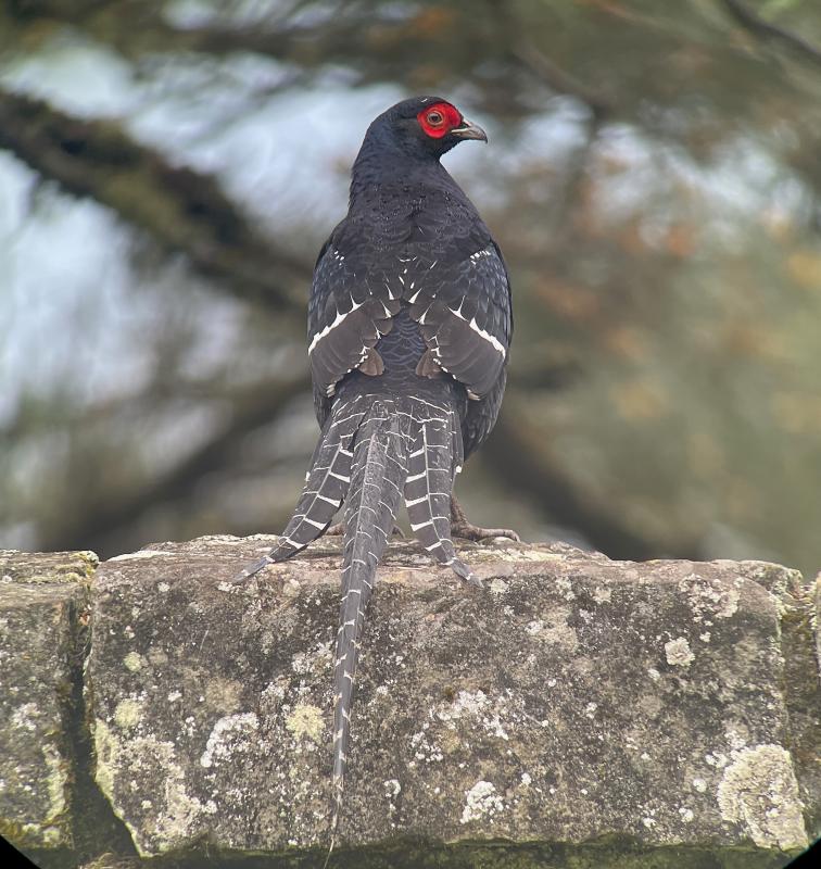 Mikado Pheasant - male