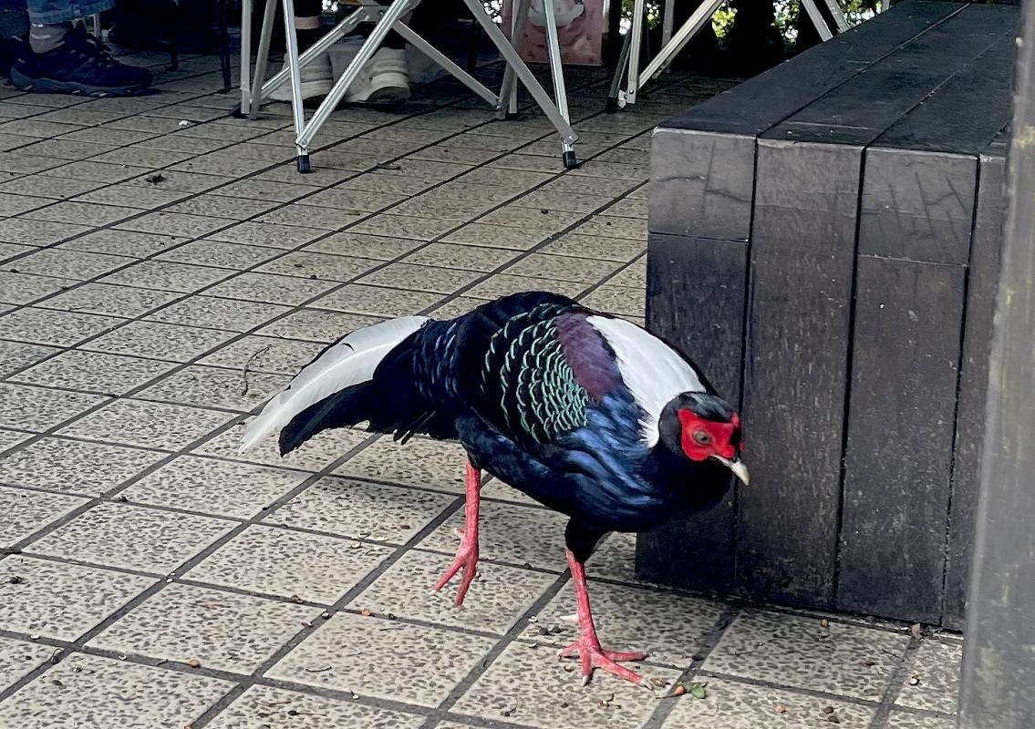Swinhoe’s Pheasant during lunch at Da Syue Shan