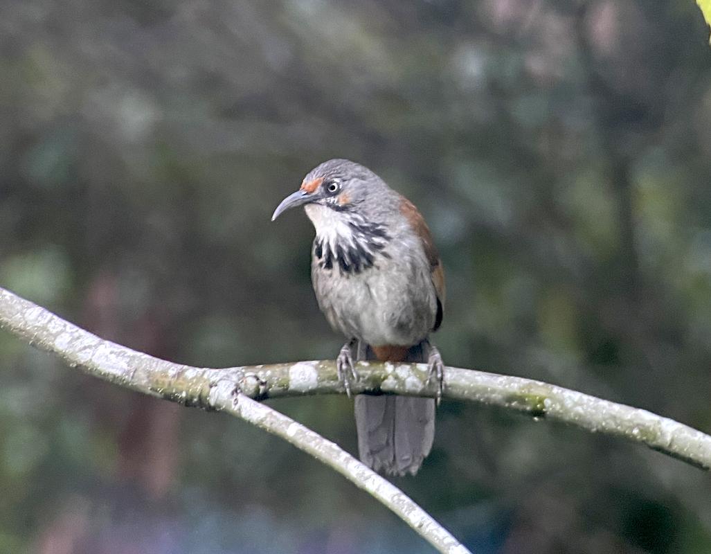Black-necklaced Scimitar Babbler near Cingjing