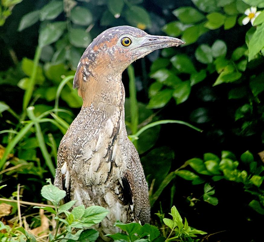 Malayan Night Heron