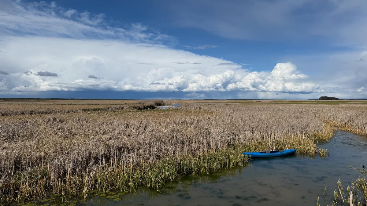 Biebrza marshes of Poland