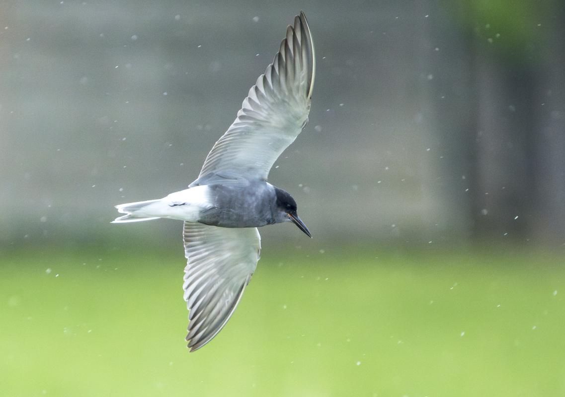 In the Biebrza marshes, we found Black Terns…